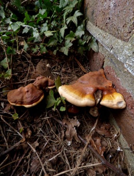 Brackets emerging from a hornbeam stump in Eastwood, Essex